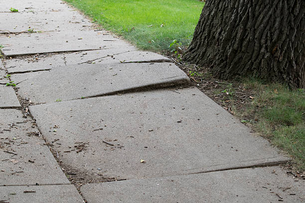 Uplifted sidewalk caused by large tree roots growing underneath the concrete.